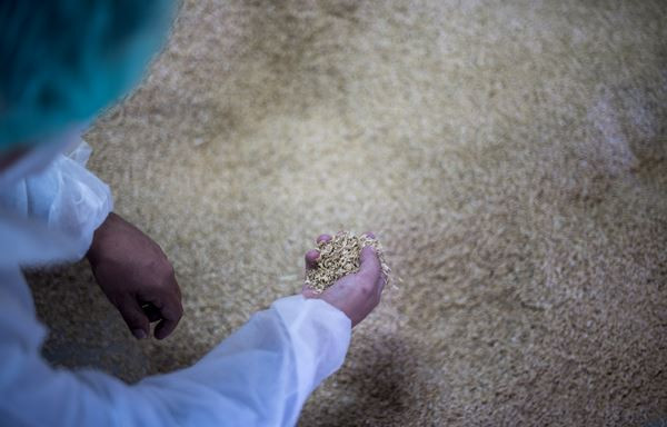 Des pièces détachées de voitures fabriquées à partir de cosse de riz