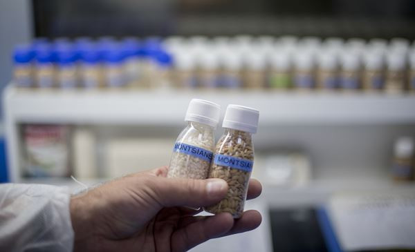 Des pièces détachées de voitures fabriquées à partir de cosse de riz