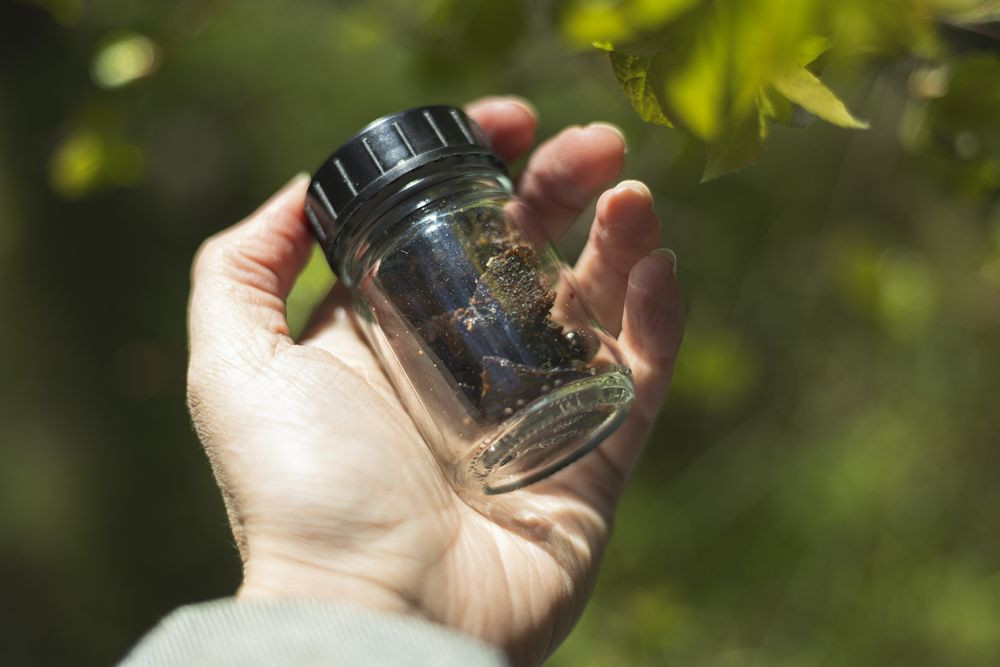 Une matière première fabriquée à partir de résidus d'écorce de bouleau dans un pneu concept