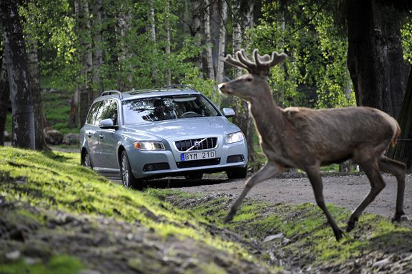 Volvo développe une technologie d'évitement des collisions avec le grand gibier