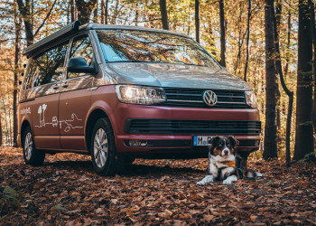 Partir en vacances en voiture avec un animal de compagnie à quatre pattes